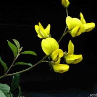 Crotalaria walkeri Arn.